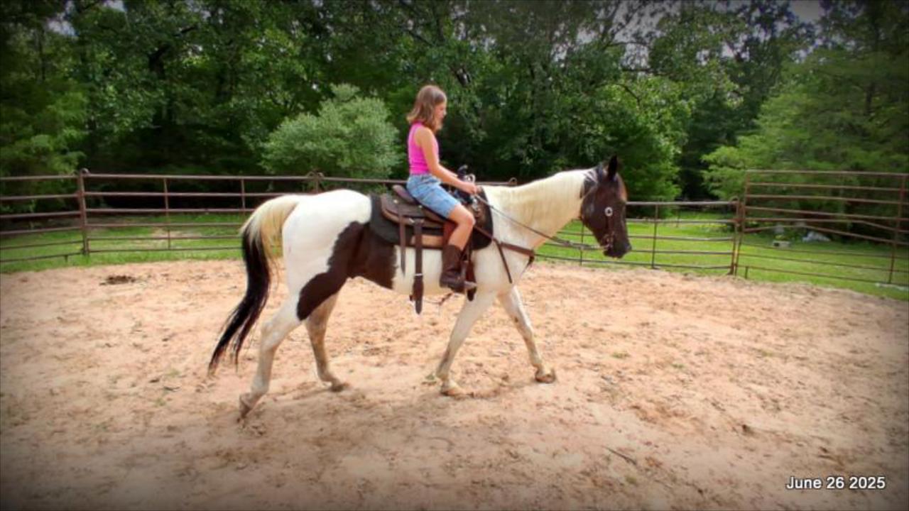 Meet Patrick – The Perfect Family Gelding!