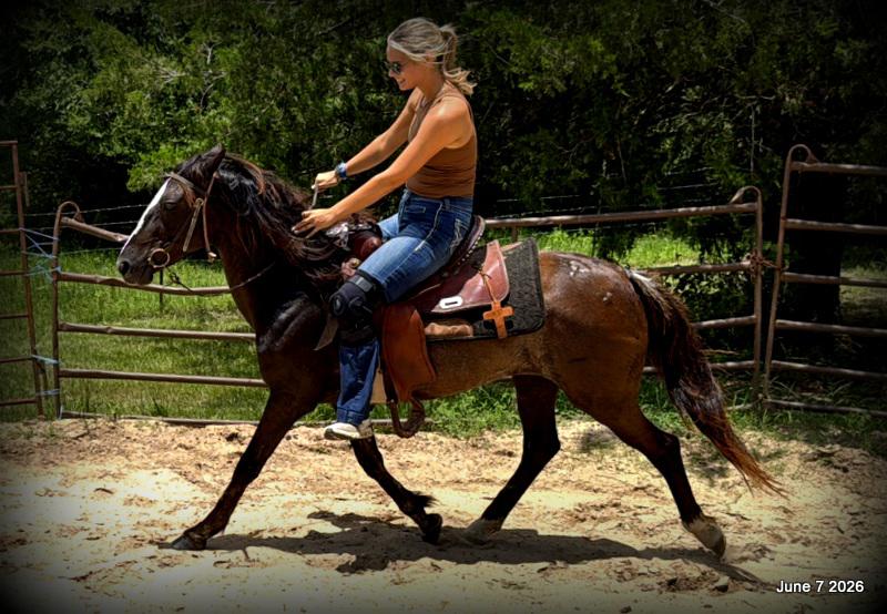 💛Bugs💛Smooth-Gaited Trail Mare 🌟