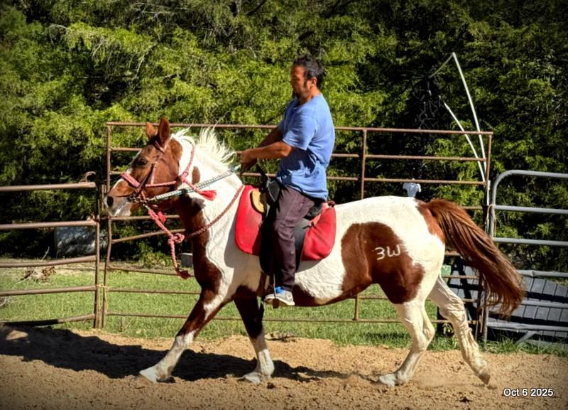 Jazzy – A Warrior Seeking Her Second Chance