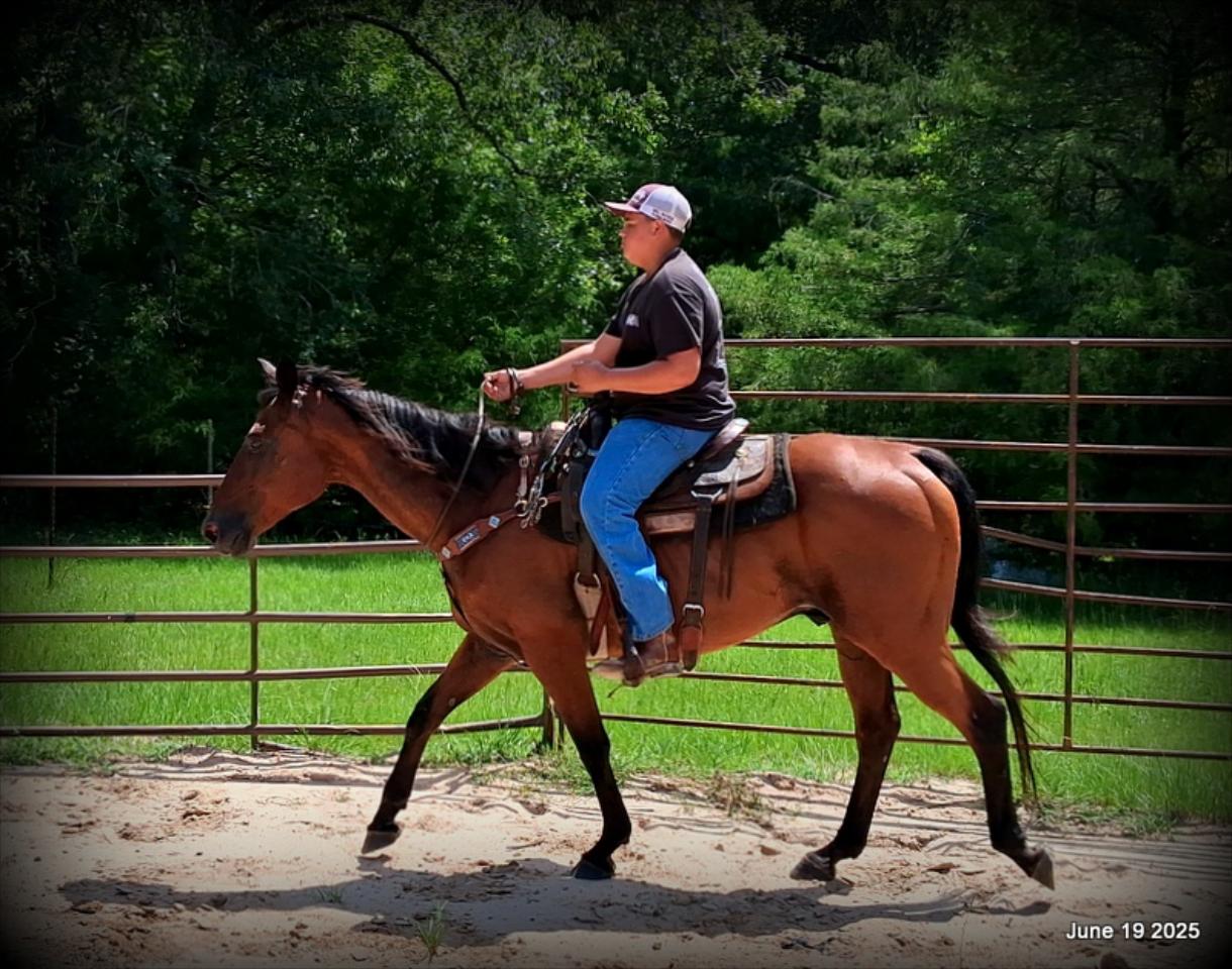 Sammy – A Comeback Story with a Heart of Gold