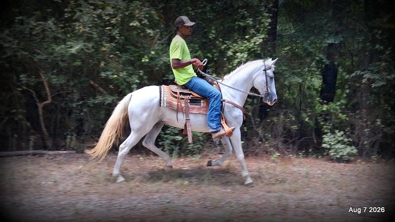 💚Wisp • Beginner Safe, Smooth & Dependable Trail Mare💚