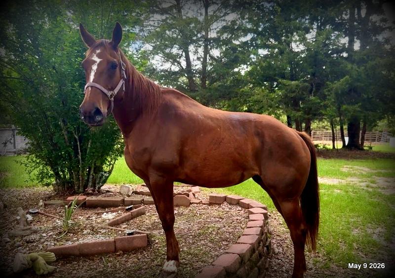 ❤️Mocha❤️Mare with a Story Still Being Written 🌟