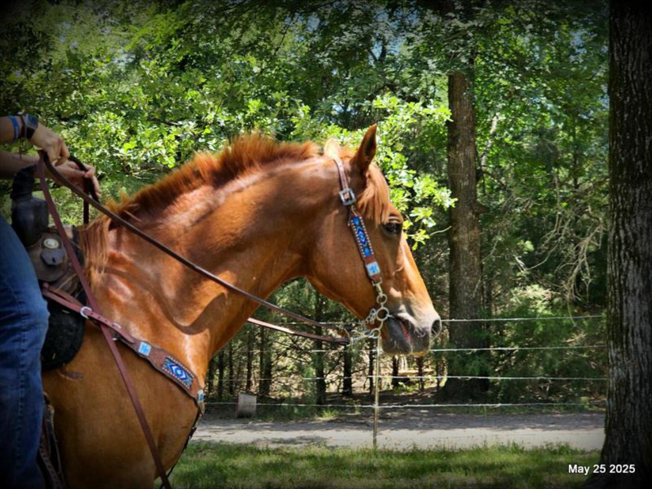 Smart Little Buzz AKA hawk