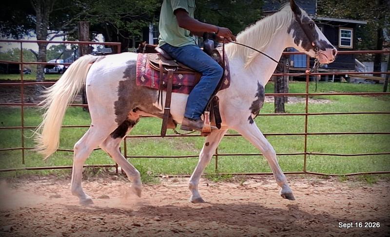 💚 Cosmo | Kid-Safe Spotted Gaited Gelding