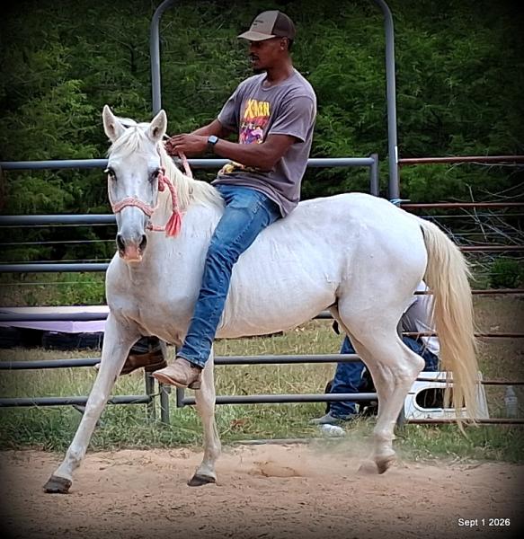 💛 🐴 Wisp • Beginner Safe, Smooth & Gentle Trail Mare 💛