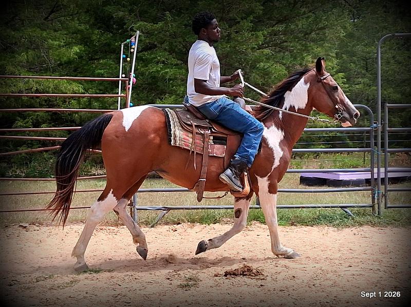 💛 🐴 Milly • Beginner Safe, Confident & Smooth Trail Mare💛