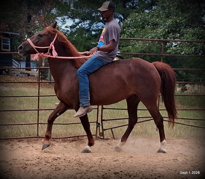 💚🐴 Cricket • Kid Safe & Beginner Safe Family Mare💚