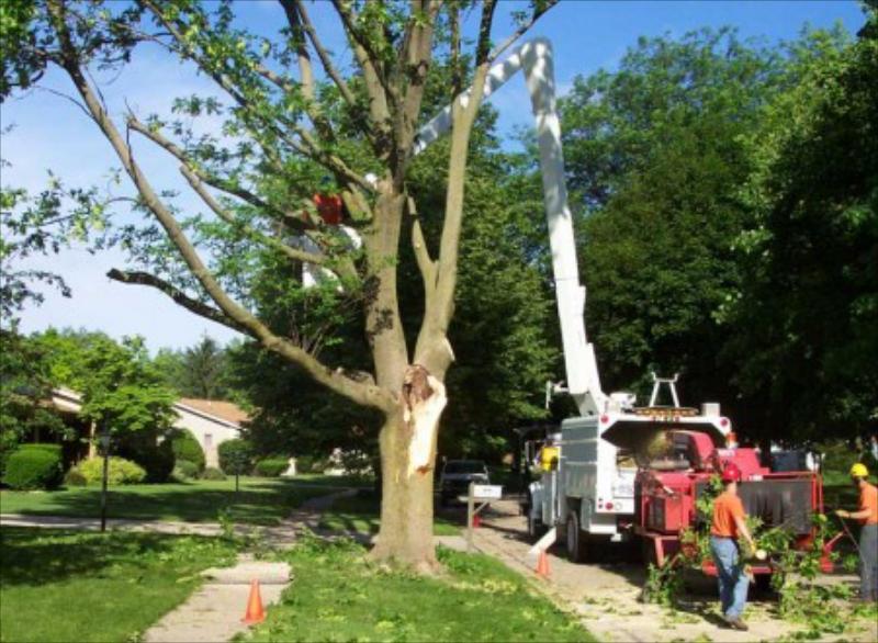 Brandon Tree Service