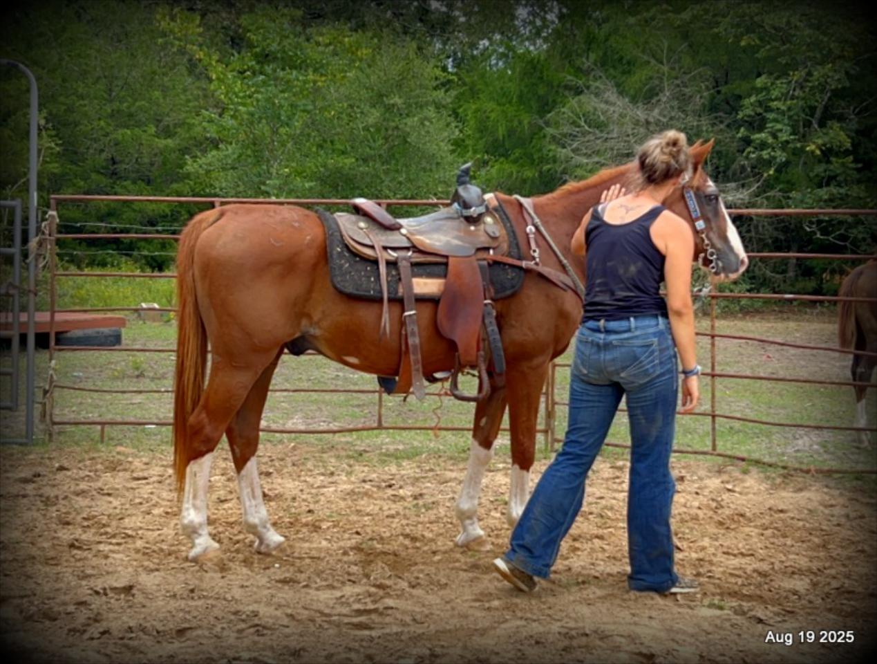 Cooper Amazing Beginners Horse