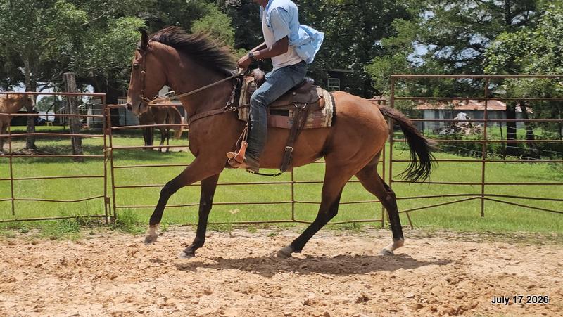 🧡 River 🐴 Quiet, Trail-Proven & Advanced Beginner Safe 🌲✨