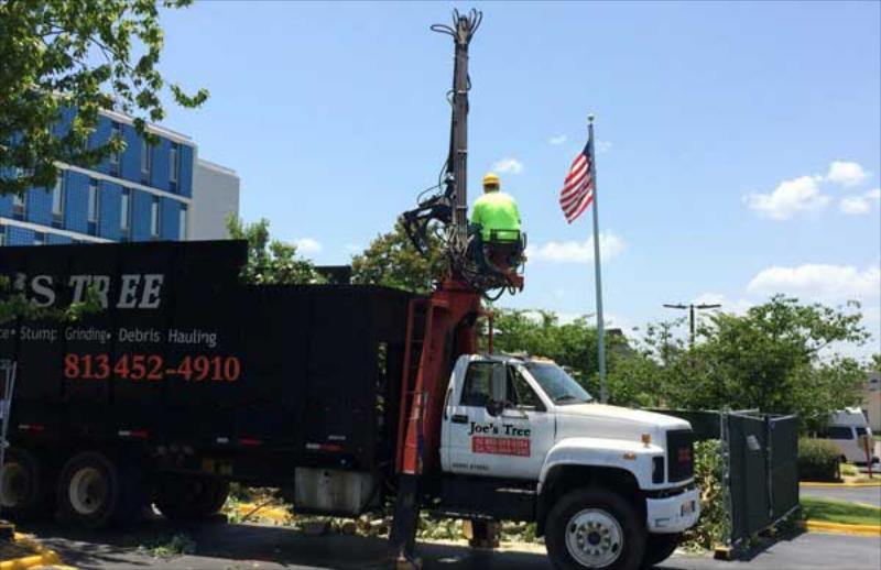 Tree Service in Lakeland