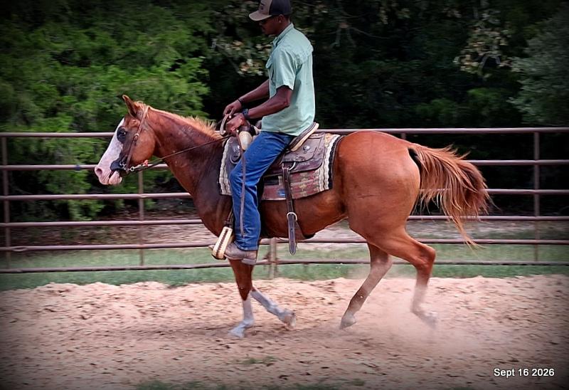💚 Rocky | Kid-Safe Family Trail Gelding