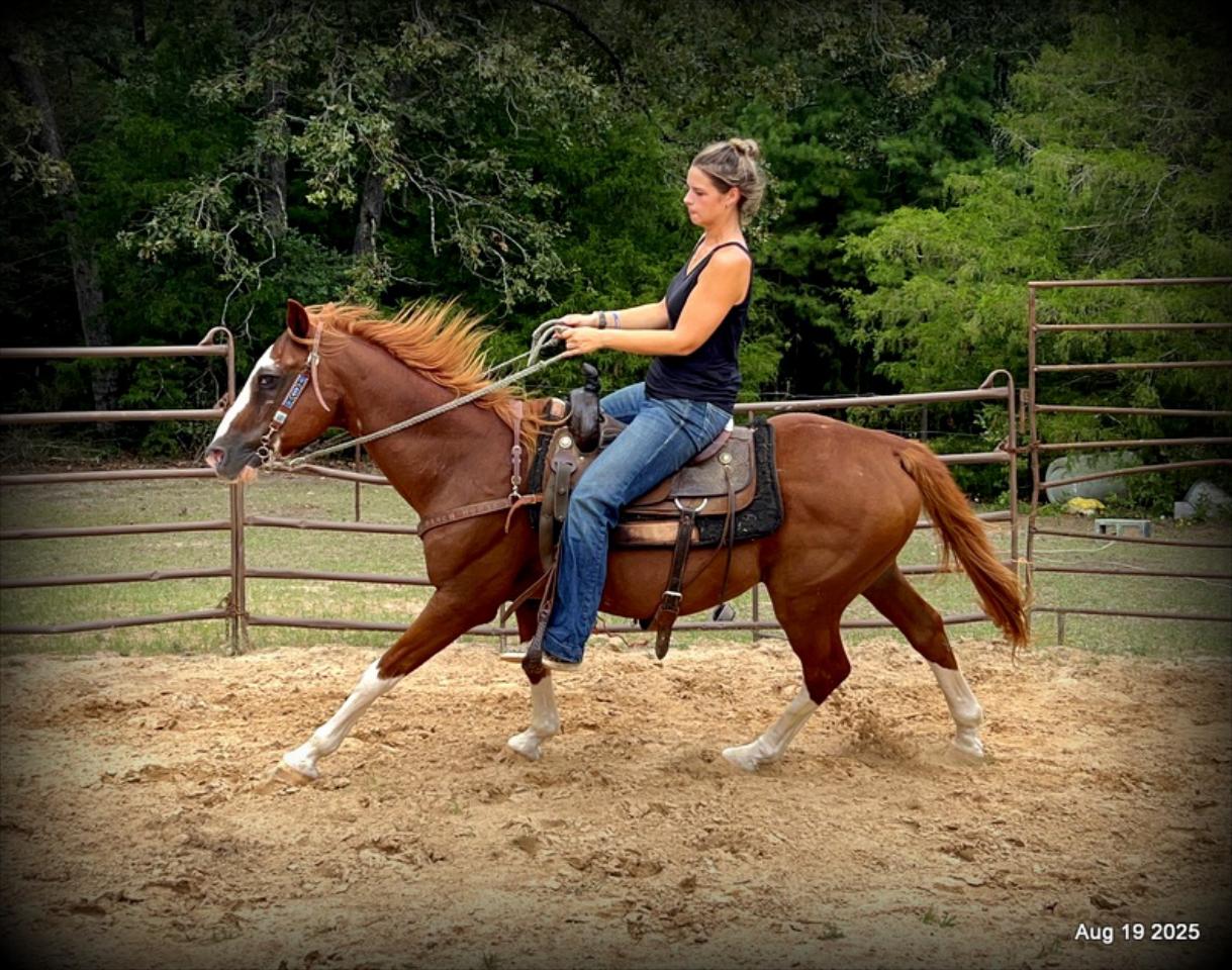 Cooper Amazing Beginners Horse