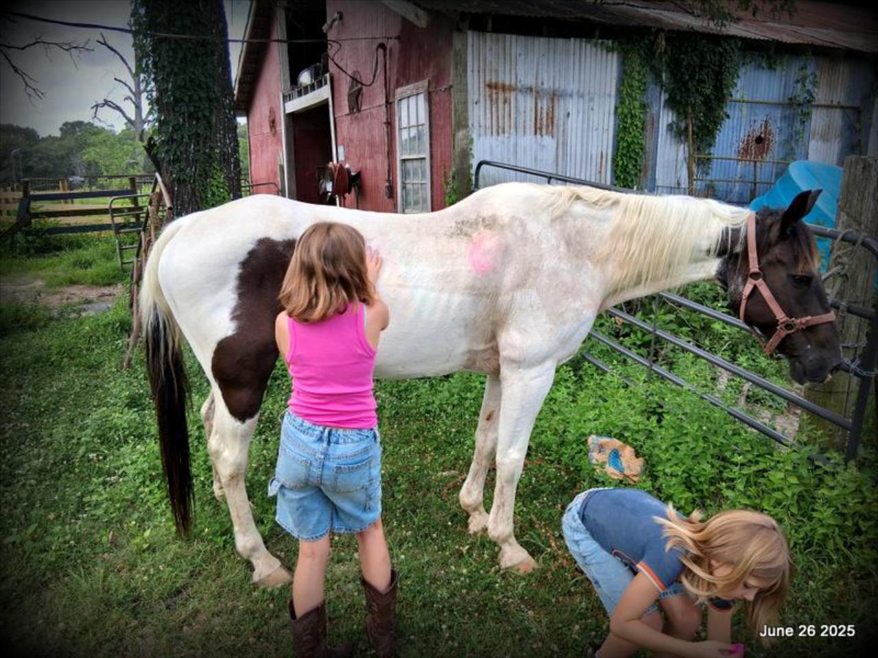 Meet Patrick – The Perfect Family Gelding!