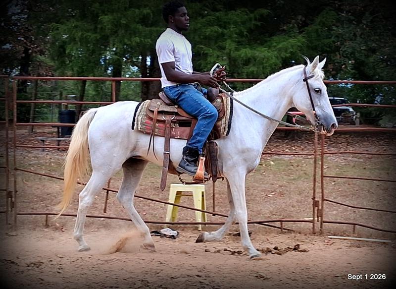 💛 🐴 Wisp • Beginner Safe, Smooth & Gentle Trail Mare 💛