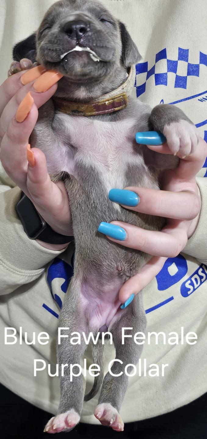 Blue Fawn Female Purple Collar