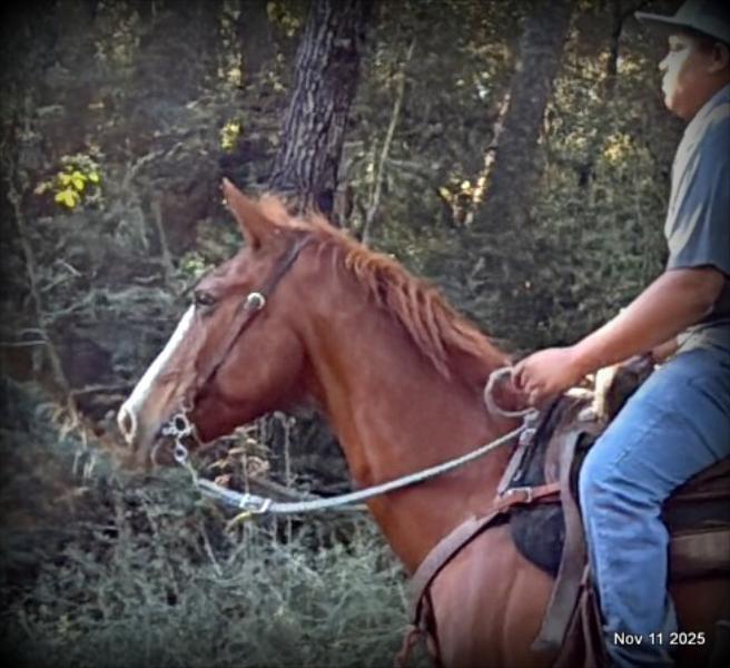 💚Ranger Safe for All Ages💚