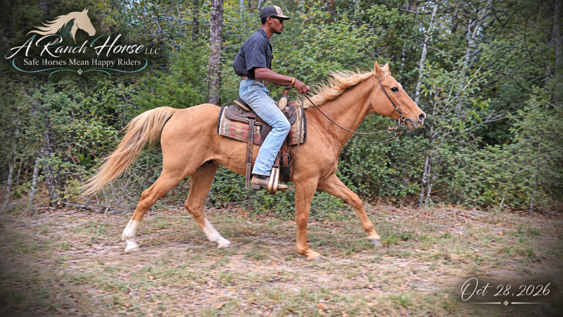 💚 DUKE 💚 KID SAFE & BEGINNER SAFE! 💚 BEAUTIFUL PALOMINO WITH A HEART OF GOLD! 🐴