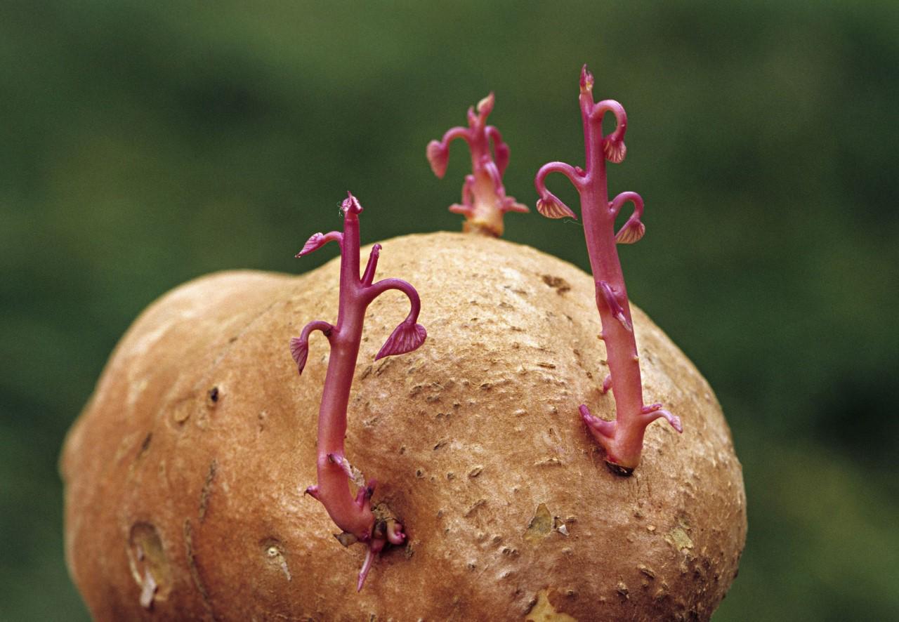 Preparing Seed Potatoes