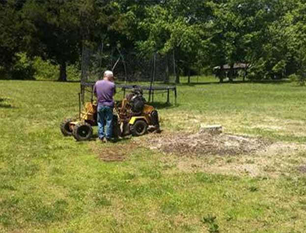 Tree Maintenance