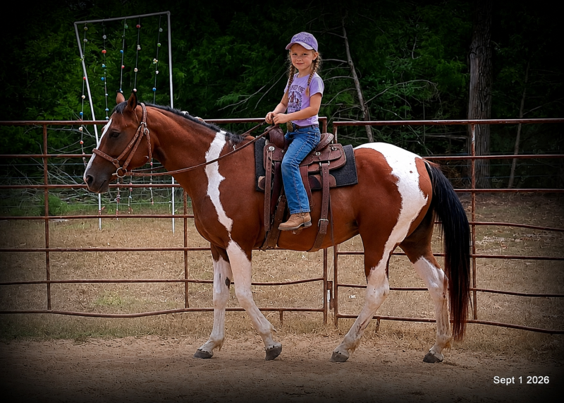 💛 🐴 Milly • Beginner Safe, Confident & Smooth Trail Mare💛