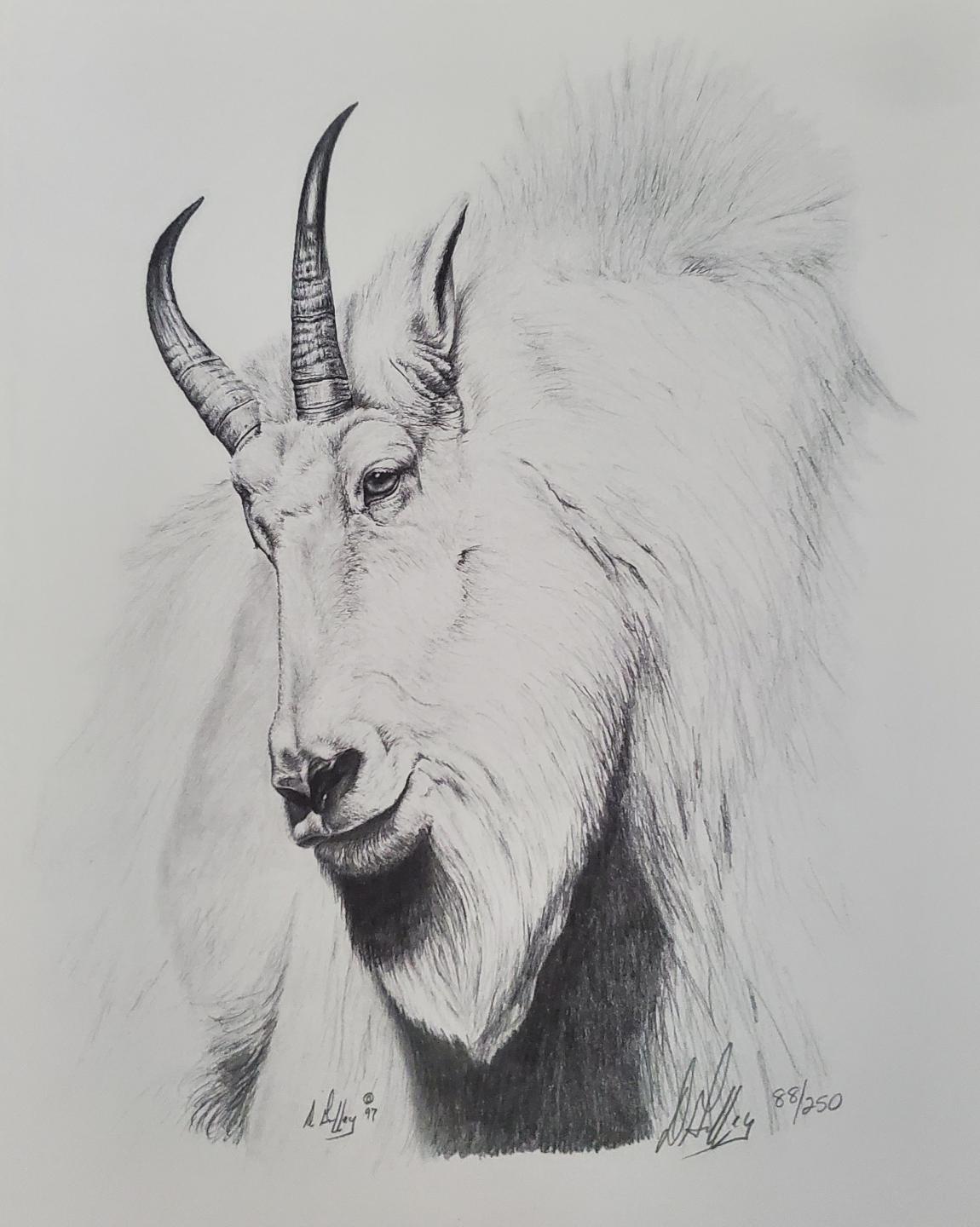 Mountain Goat