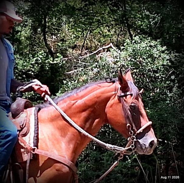 💚Sable • Beginner Safe & Family Safe Mare💚