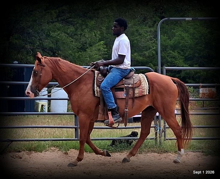 💚🐴 Brandy • Kid Safe, Family Safe & Dependable Quarter Horse Mare💚