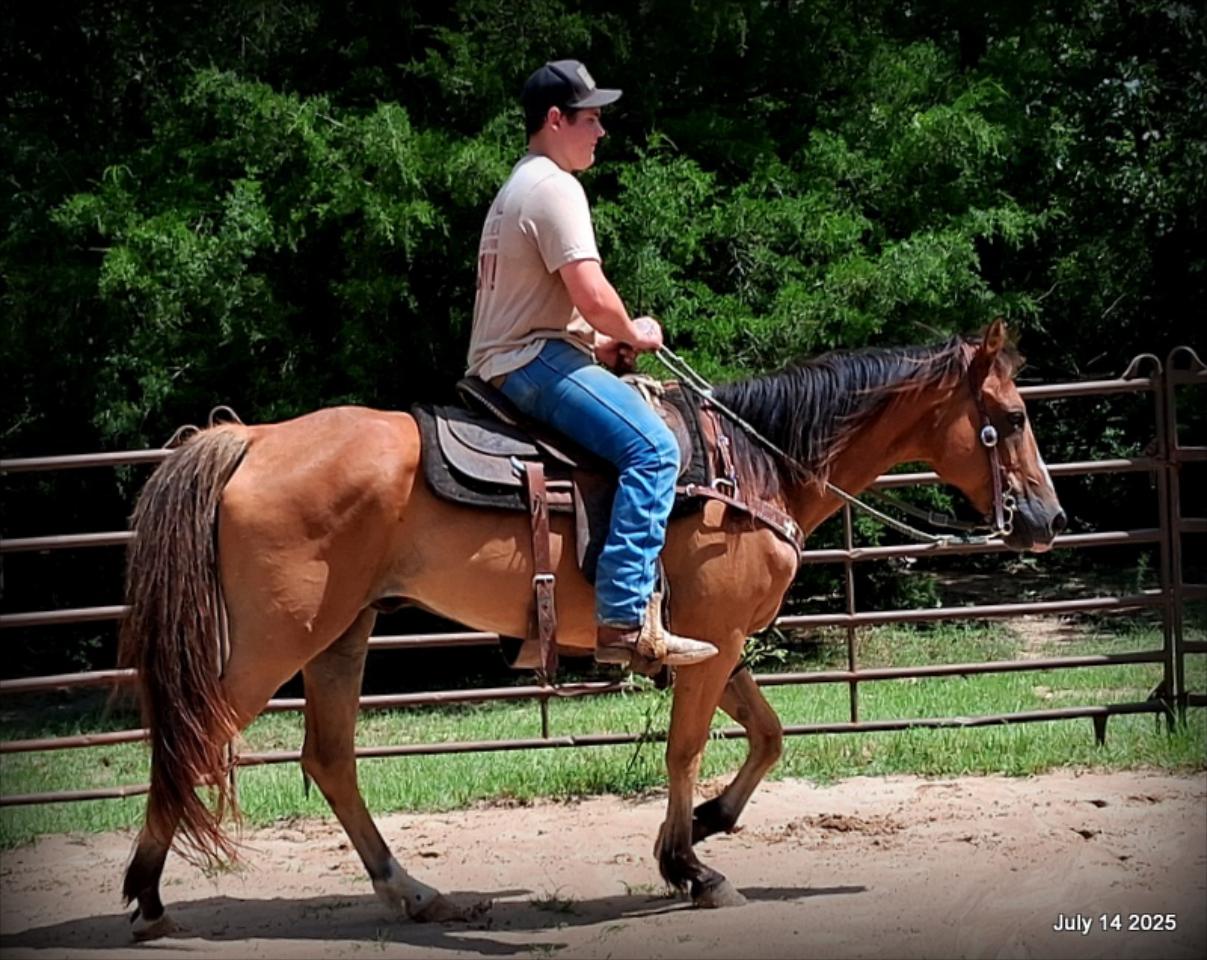 Bailey – Sweet Bay Gelding with a Heart of Gold