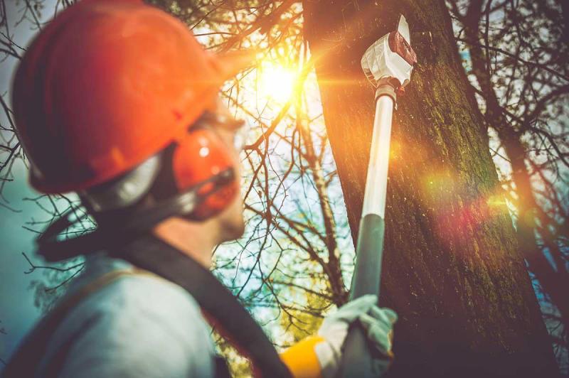 Tree Trimming &amp; Pruning