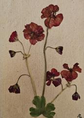 Meadow Series Cards 10 pack print cards