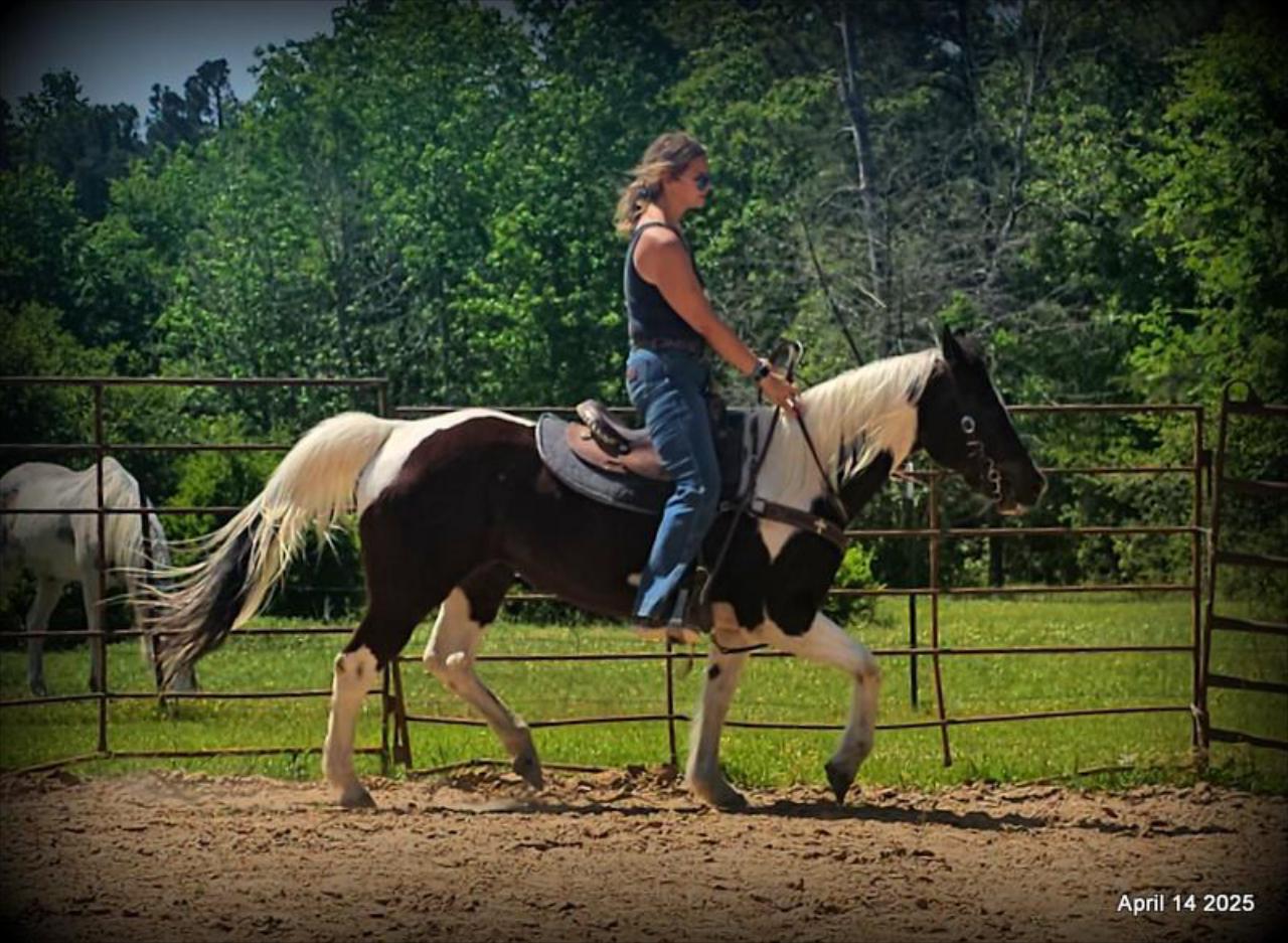 Montana – The Picture-Perfect Partner with All the Right Moves