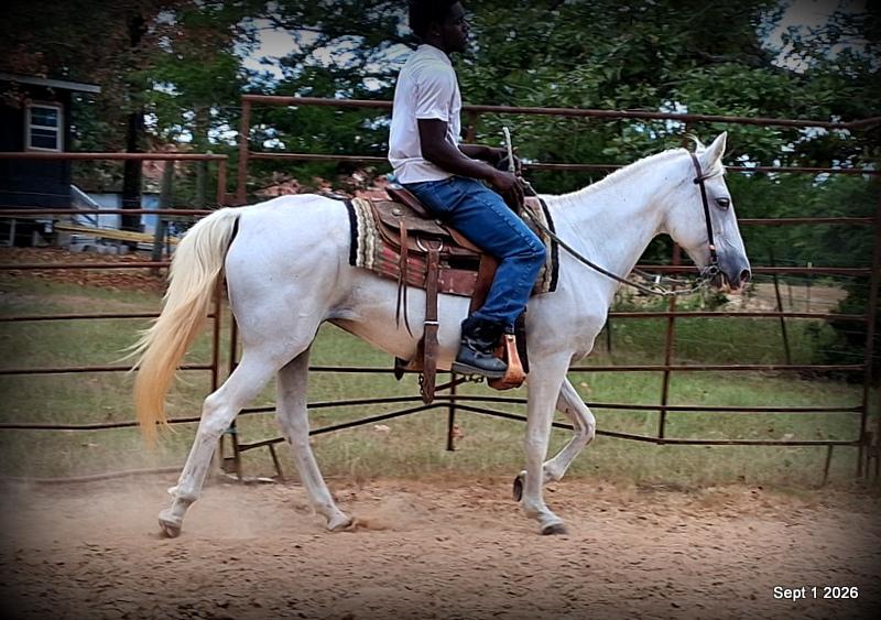 💛 🐴 Wisp • Beginner Safe, Smooth & Gentle Trail Mare 💛