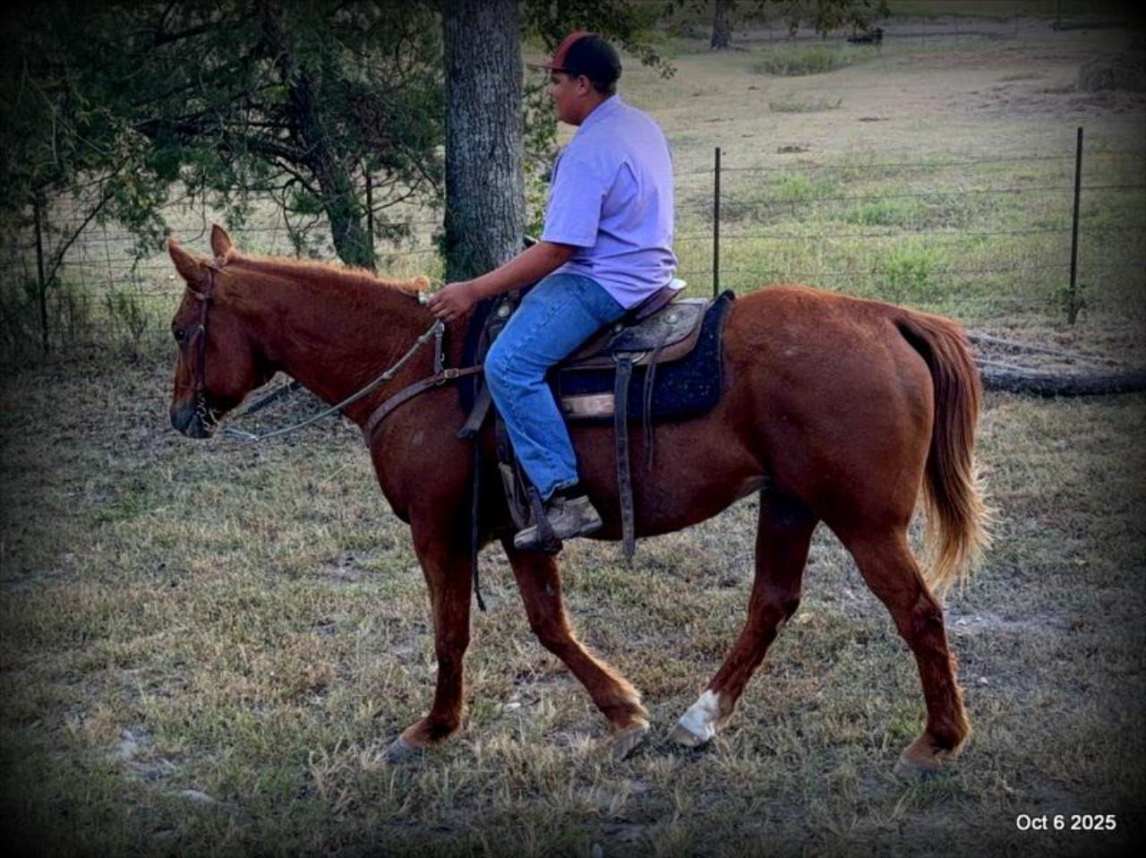 Biggie – Ranch-Tested, Family-Safe, and Ready to Ride!