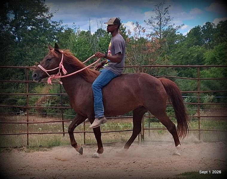 💚🐴 Cricket • Kid Safe & Beginner Safe Family Mare💚