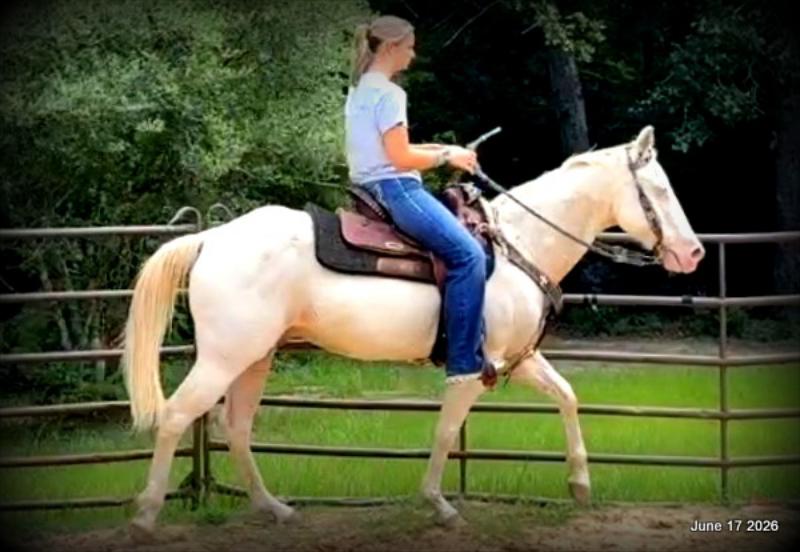 💚Prince💚Meet Prince: Your Dream Riding Partner! 👑