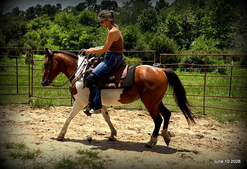🧡Coca🧡Solid, Sensible Trail Mare 🌟
