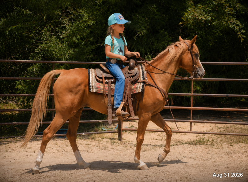 💚Blair • Beginner and Kid Safe, Seasoned Trail Mare💚