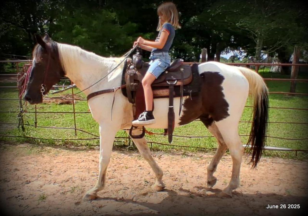 Meet Patrick – The Perfect Family Gelding!