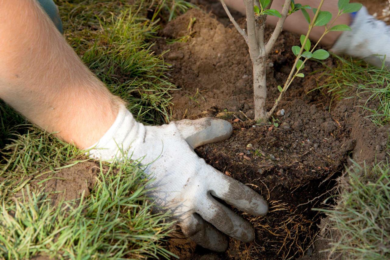 Plant Installation