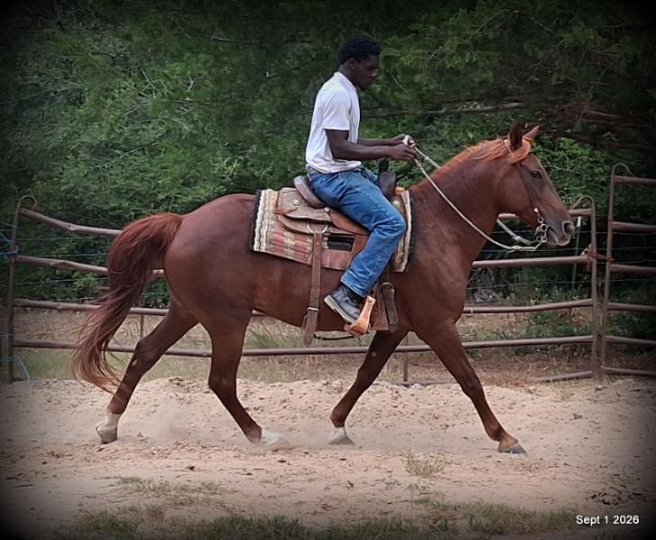 💚🐴 Cricket • Kid Safe & Beginner Safe Family Mare💚
