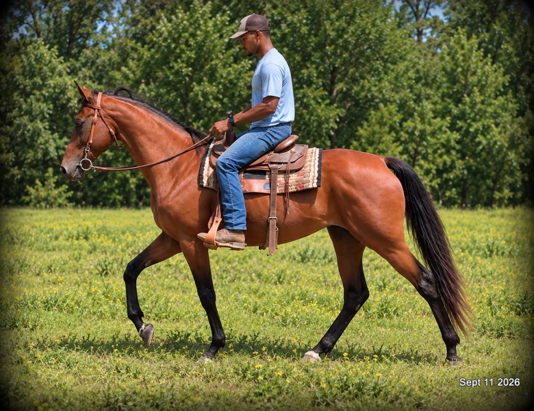 🧡 Jessica’s Beauty | English, Western & Trail Mare🧡