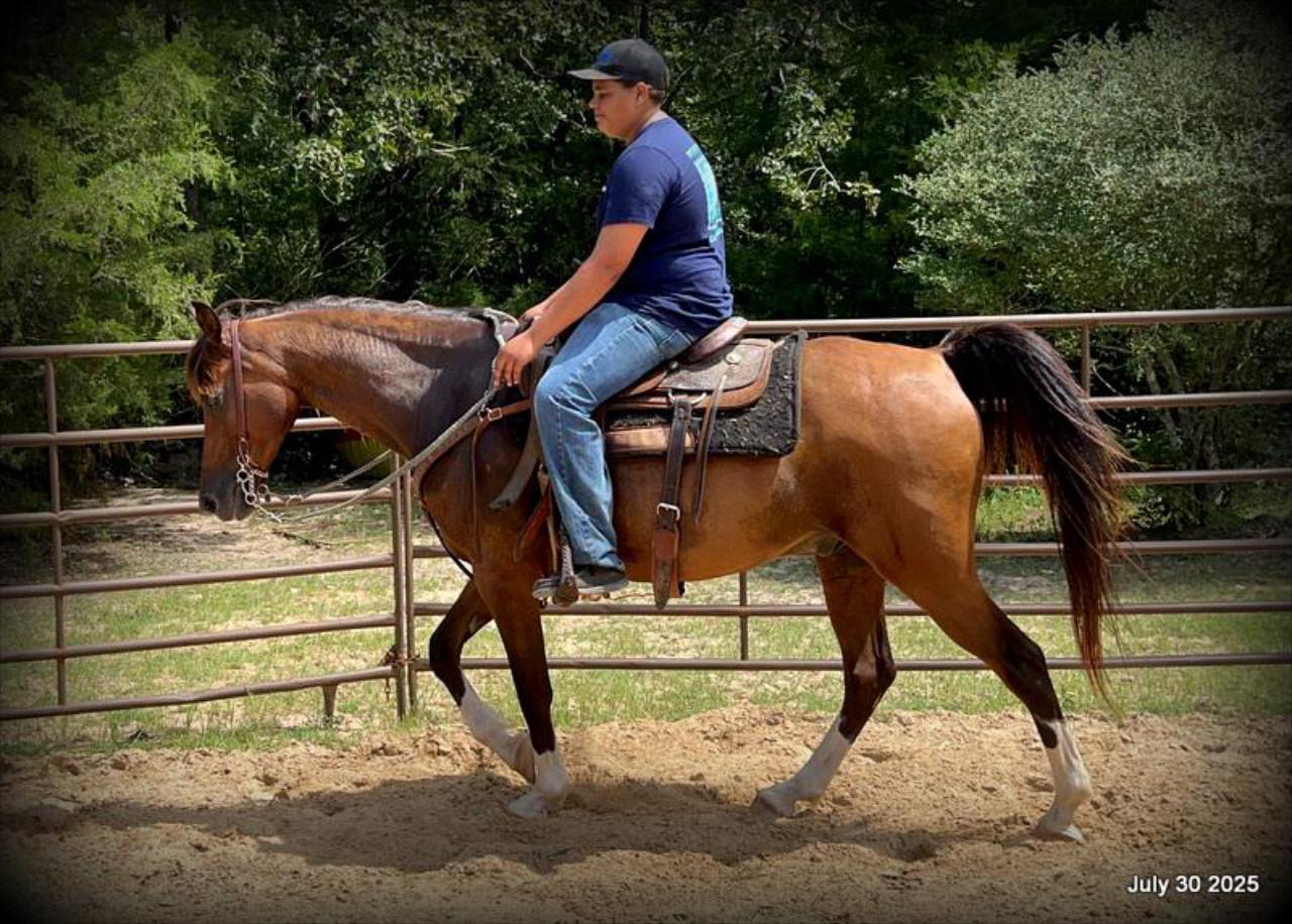 Cash- 11 Year Old Arabian Cross