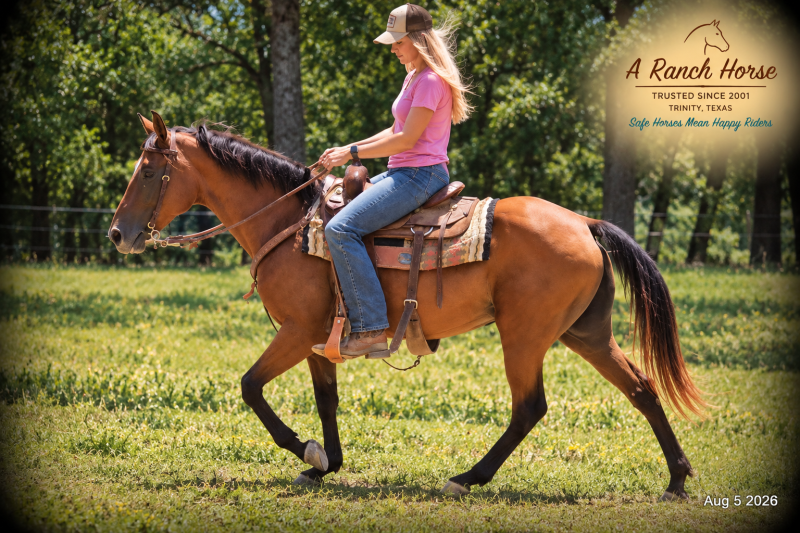 🧡🐴 Sable • Advanced Beginner, Family Friendly & Dependable Trail Mare 🧡