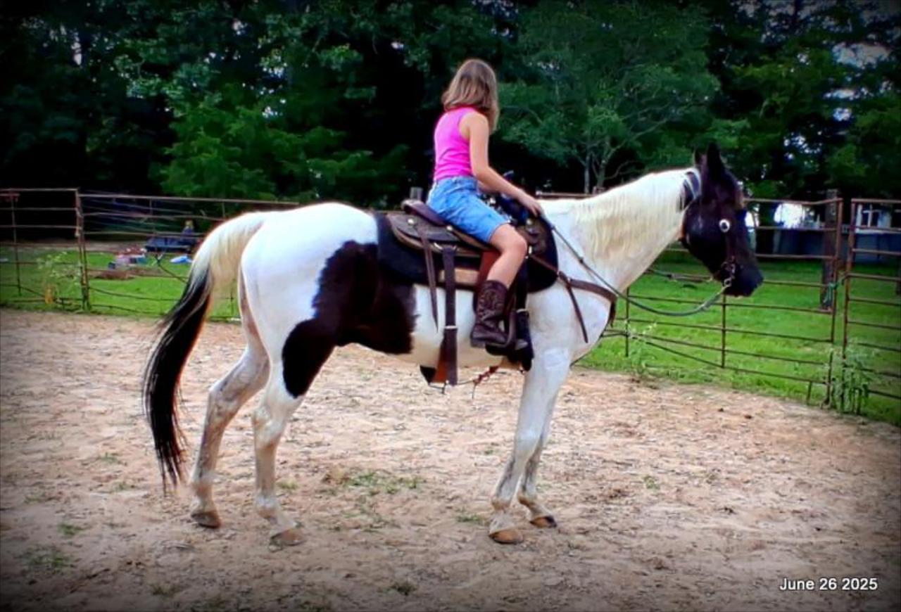Meet Patrick – The Perfect Family Gelding!