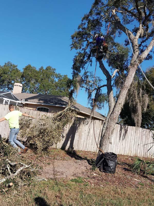 Storm-damaged tree broken over a house and fence before removal