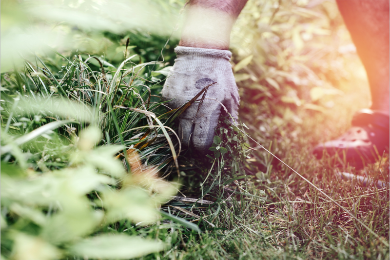 Weed Control &amp; Fertilization