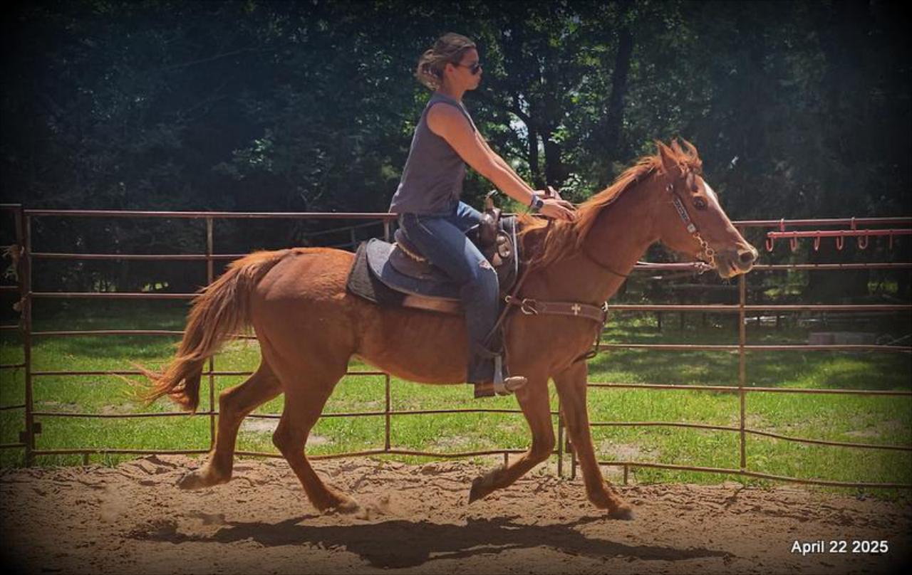 Belle’s Story: A Heart That Never Gave Up