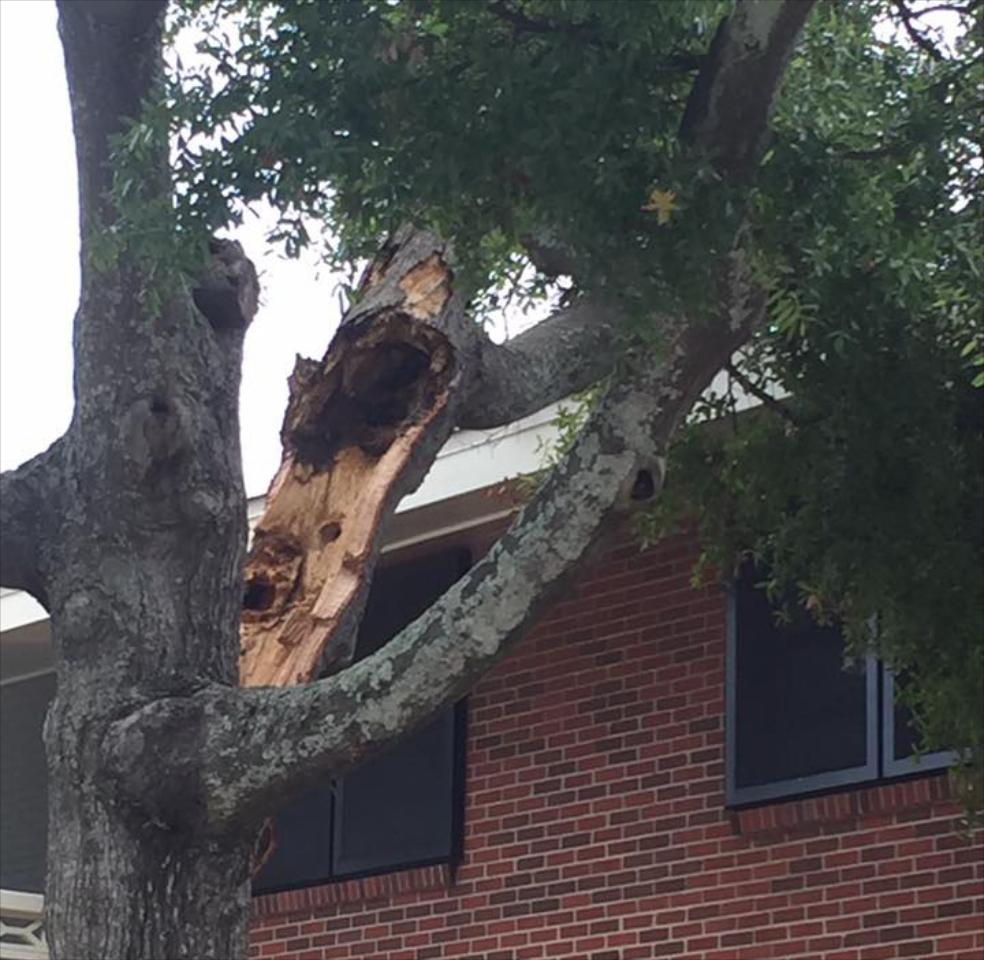 TREE TRIMMING
