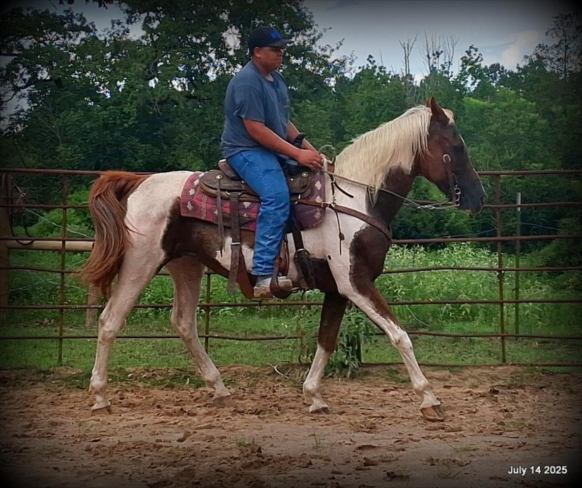 Jazzy – Beautiful Paint Mare with a Heart of Gold